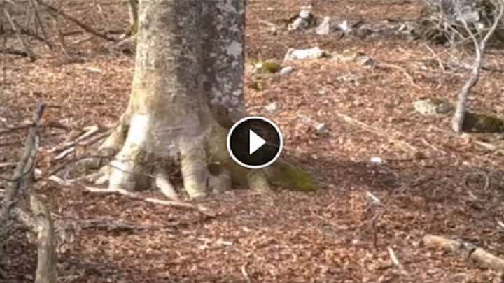 Muž sa rozhodol natočiť strom v lese po celý rok. To, čo zachytila kamera, je dychvyrážajúce!